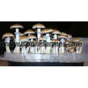  Ecuador Strain 10CC Cubensis Spore Syringe Patio, Lawn & Garden