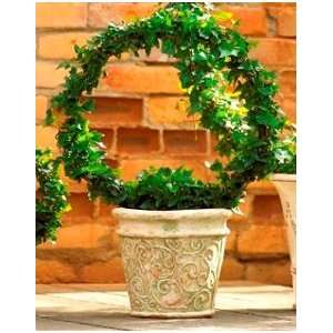 Live Ivy Topiary Ring   20 Ivy Ring Patio, Lawn & Garden