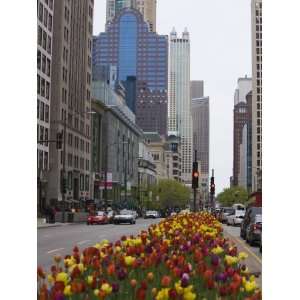  Spring Tulips on North Michigan Avenue, Chicago, Illinois 
