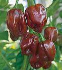 Jamaican Hot Chocolate Habanero Pepper 4 Plants  