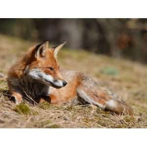 Red Fox, Young Male Fox Sun Bathing, Lancashire, UK Premium 
