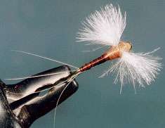 CDC FEATHERS Fly Tying  