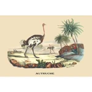 Exclusive By Buyenlarge Autruche (Ostrich) 20x30 poster  