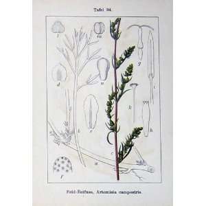  Flowers Sturms 1905 Artemisia Campestris Laciniata