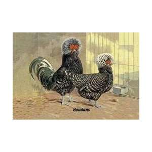  Houdans (Chickens) 20x30 poster