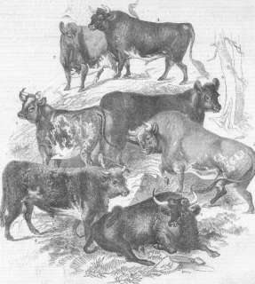 SCOTLAND Prize cattle, exhibited, farm show, Dundee, 1843  