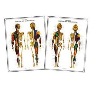 Male and Female Muscular and Skeletal Anatomy Chart Set  