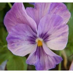    Just Engaged Pansy Flower Seed Pack NEW Patio, Lawn & Garden