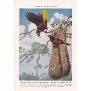  1945 Acrobatic Oropendola   Walter A. Weber Vintage Bird 