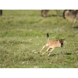  Wildebeest Calf Running in a Field, Ndutu, Ngorongoro 