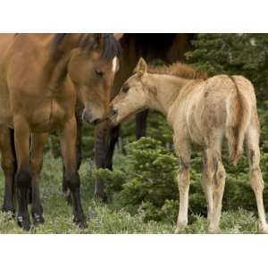  Mustang / Wild Horse Filly Nosing Stallion, Montana, USA 