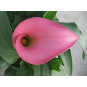  Dutch Calla Samur 18 20 cm. 150 pack Patio, Lawn & Garden