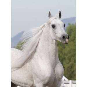  Grey Arabian Stallion Portrait, Ojai, California, USA 