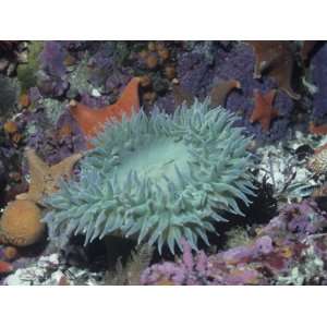 Anthopleura.Giant Sea Anemone in Tide Pool with Other Life. Animal 
