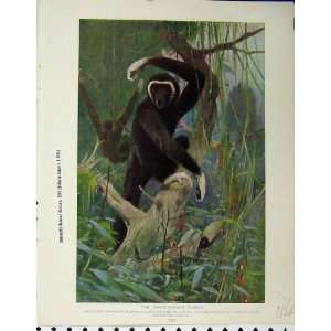  White Handed Gibbon 1926 Green Monkey Natural History 