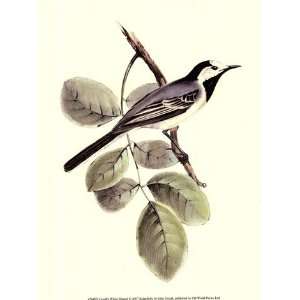  Goulds White Wagtail   Poster by John Gould (9.5x13 