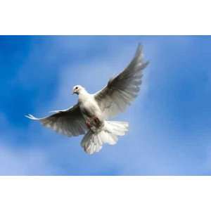  White Pigeon on the Sky.   Peel and Stick Wall Decal by 
