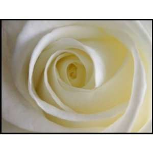  Creamy White Rose Postage