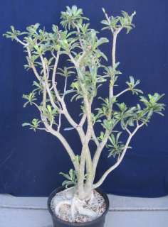 Adenium hybrid 17 Oversize Caudex Great Flowers  