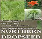 WINDFLOWER Seeds For Rock Gardens  