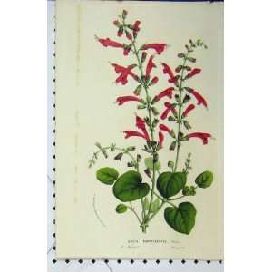  Salvia Porphyrantha Flower C1853 Horto Houtteano