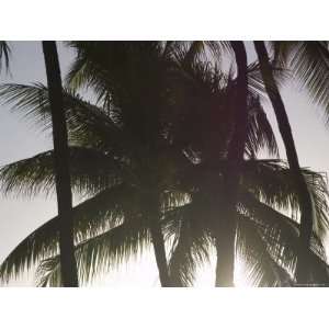  Palm Tree Fronds in Honolulu, Waikiki Beach, Hawaii 