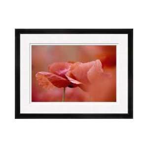  Red Poppies Bugyi Hungary Framed Giclee Print