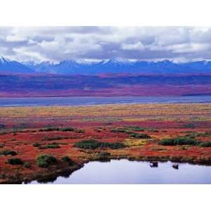  Two Moose in a Pond with Fall Tundra, Denali National Park 