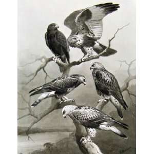  Eagles Hawks & Falcons Rough Legged Buzzard Plate