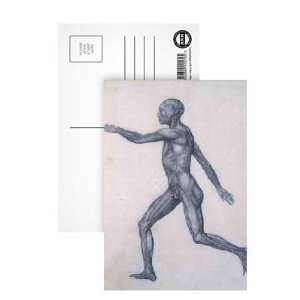 The Human Figure, lateral view, from the series A Comparative 