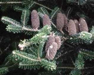 Typical upright cones of Abies species and details of foliage