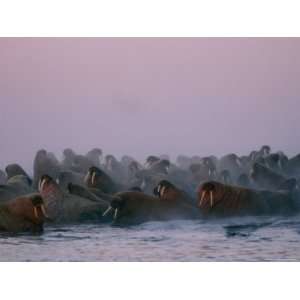  Atlantic Walruses Gather Together for Safety in Numbers 