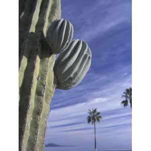  Cactus and Palm Tree on the Beach, Loretto, Baja, Mexico 