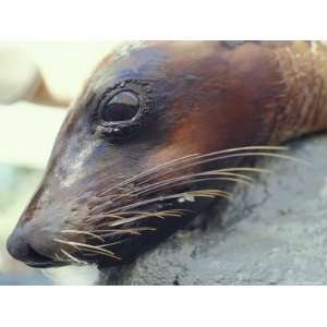  Portrait of an Australian Fur Seal Resting its Wet Head on 