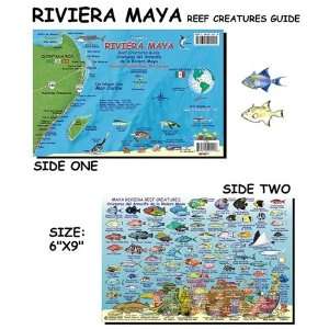  Riviera Maya Reef Creatures Fish ID