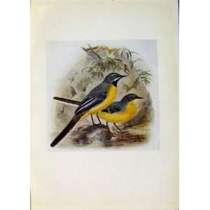  Birds Of Britain By Dresser C1907 Grey Wagtail Color