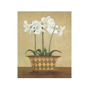  Amaryllis In Vase    Print