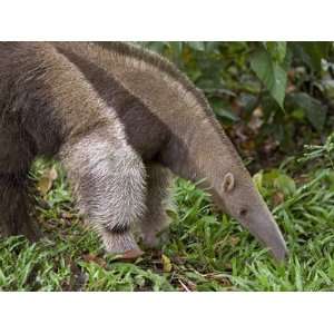 Giant Anteater (Myrmecophaga Tridactyla) Foraging for Insects,  