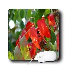     Autumn Leaves Transition Green Red 2   Mouse Pads Electronics
