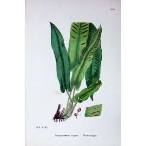   Plants C1902 HartS Tongue Scolopendrium Vulgare