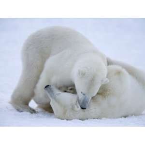 Polar Bears (Ursus Maritimus), Churchill, Hudson Bay, Manitoba, Canada 