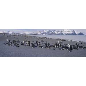 King Penguins at the Coast, Salisbury Plain, South Georgia, Antarctica 