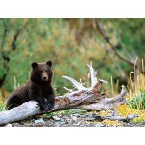 Brown Bear Cub in Katmai National Park, Alaska, USA Photographic 