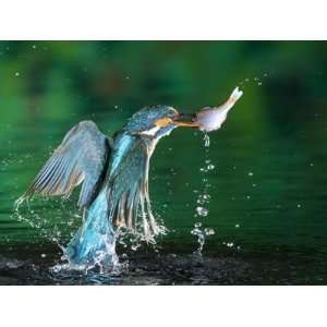  Female Common Kingfisher, Alcedo Atthis, with an Amur 