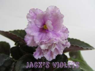 African Violet Plant   Carla Ray  