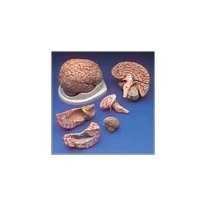  Anatomical Chart Company BRAIN with ARTERIES MODEL   Model 