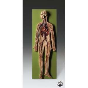 Circulatory System Human Anatomical Model  Industrial 