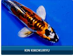 koi fish, butterfly koi fish items in Next Day Koi 