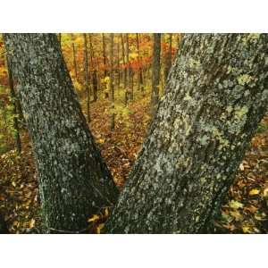 Autumn forest, Mark Twain National Forest, Missouri, USA Photographic 