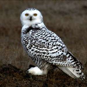 Snow Owl Cross Stitch Pattern  